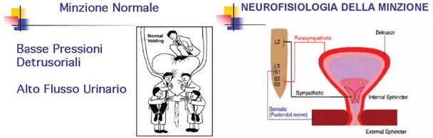 Minzione Normale - neoruofisiologia della Minzione